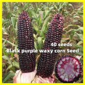 Black Purple Corn Seed - F1 Hybrid 40 Seeds Waxy Corn Seeds for Planting Vegetables High Yield Purple Lady Sugar Corn Plants Seeds for Gardening Bonsai Vegetables Seeds Bonsai Tree Live Plants for Sale Real Plants Buto Ng Gulay Seedlings Vegetables Plants