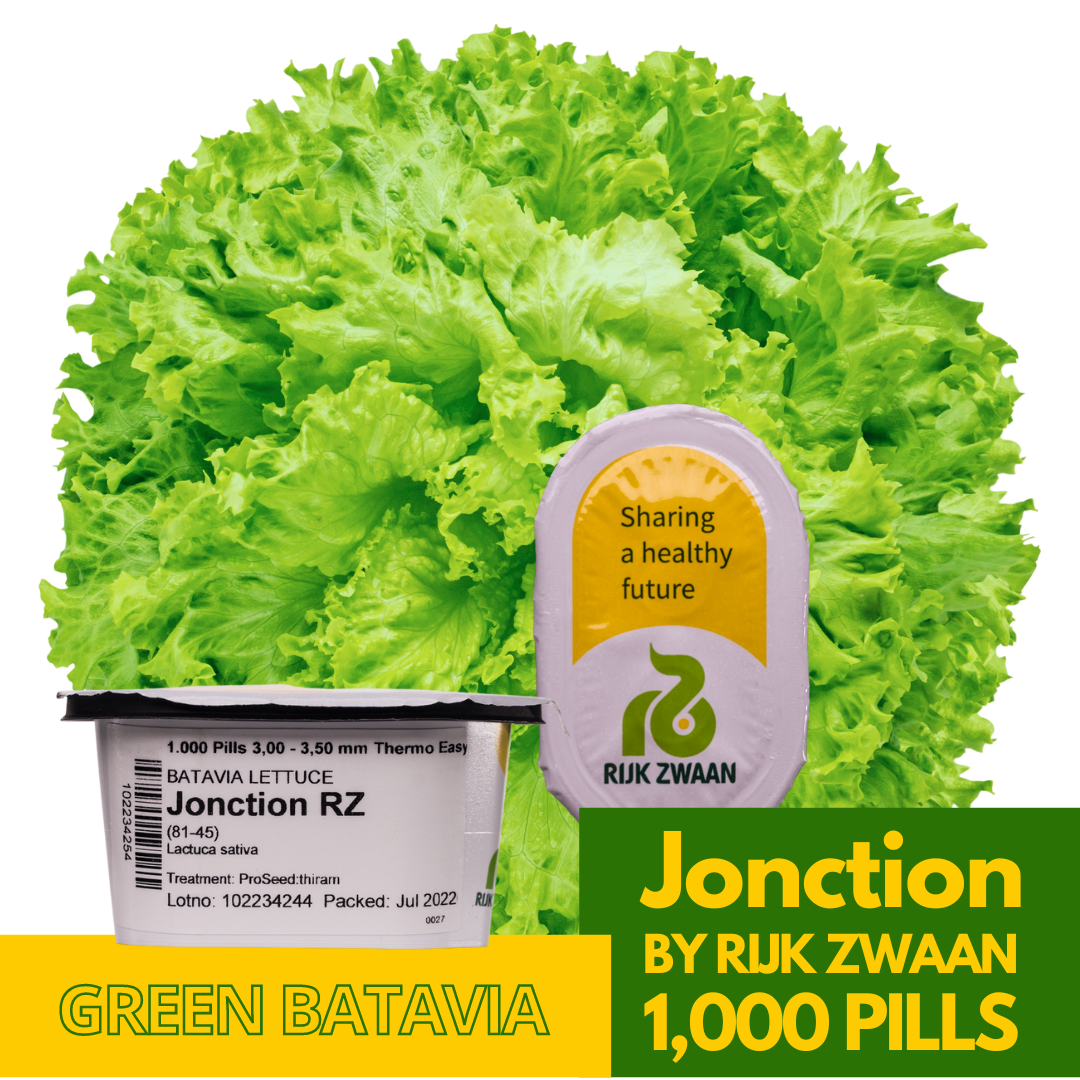 Jonction Green Batavia Lettuce Seeds by Rijk Zwaan 1,000 Pills