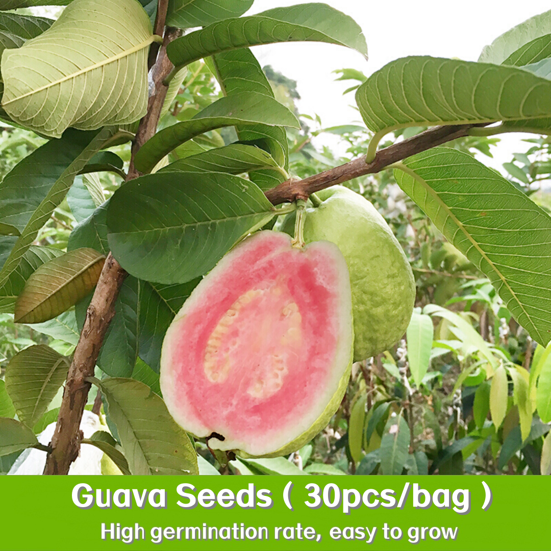 Non-gmo SEEDS - Huge Guava, (psidium Guajava) Rare Dwarf 