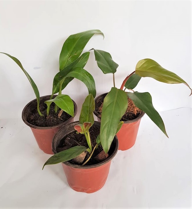 spider plant soil Spider Plant Imperial Potting Soil Mix Standard Bag