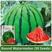 High Yield Round Watermelon Seeds F1 Hybrid Sweet Watermelon Seeds for Planting Fruits Plants Water Melon Seeds Sugar Baby Bonsai Fruit Seeds Rare Fruit Tree Seedlings Potted Fruit and Vegetable Live Plants for Sale Pakwan Seeds Veggies Plants