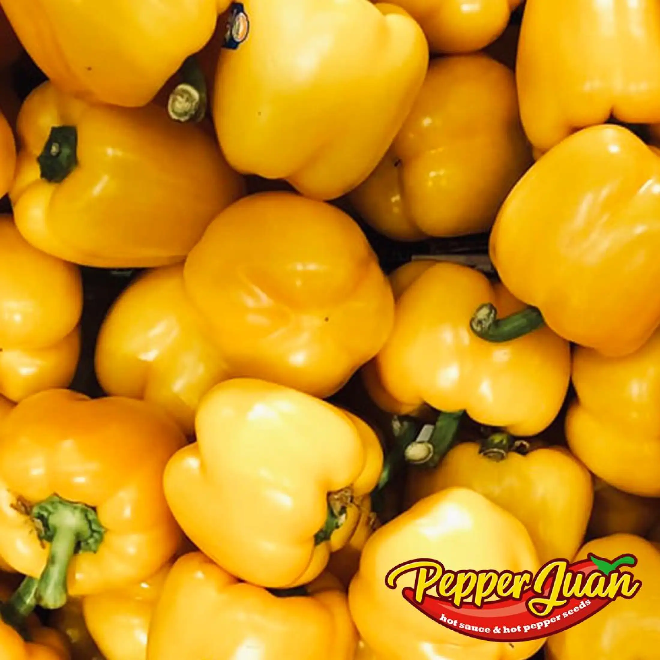 Large Yellow Bell Pepper Seeds 10 Seeds Lazada Ph