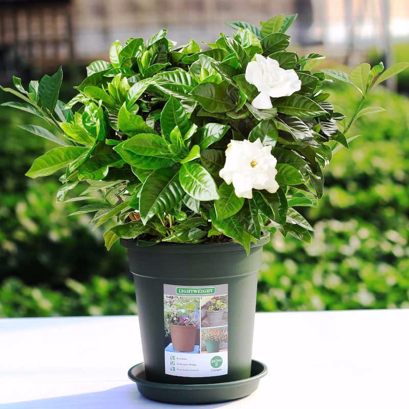 Shop Gardenia Plants with great discounts and prices online - Aug 2022 |  Lazada Philippines