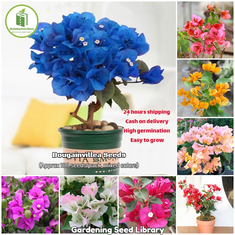 Shop Bougainvillea Flowers Plant Bonsai online 