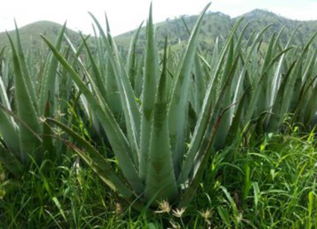 Lazada Philippines - Giant Aloe vera plant- edible Plant of Immortality 2ft to 3 ft leaves height- REAL GIANT VARIETY