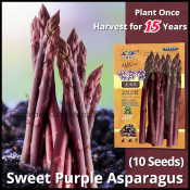 100% Original Sweet Purple Asparagus Seeds High Yield Organic F1 Vegetable Seeds for Planting Garden Seeds Vegetables Seeds for Gardening Balcony Potted Asparagus Live Plant Bonsai Vegetable Plant Veggie Seeds Easy To Grow Plants Buto Ng Halaman