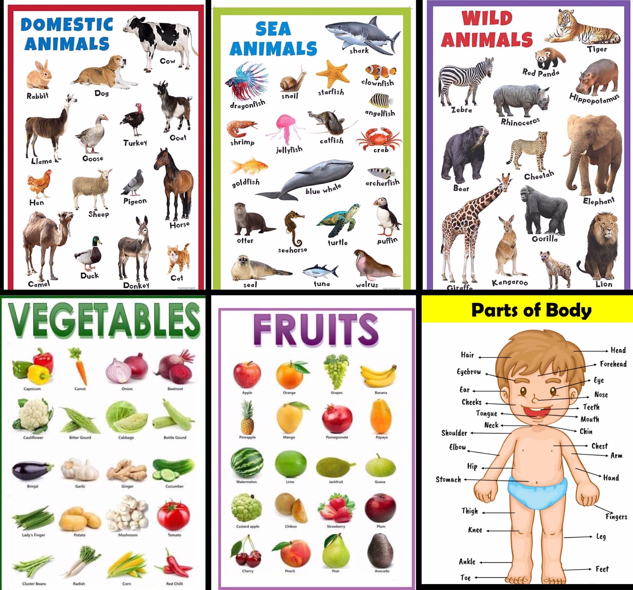 MFY 4pcs big size parts of the body, animals and kinds of fruits,vegetable  poster educational wall chart for kids early learning | Lazada PH