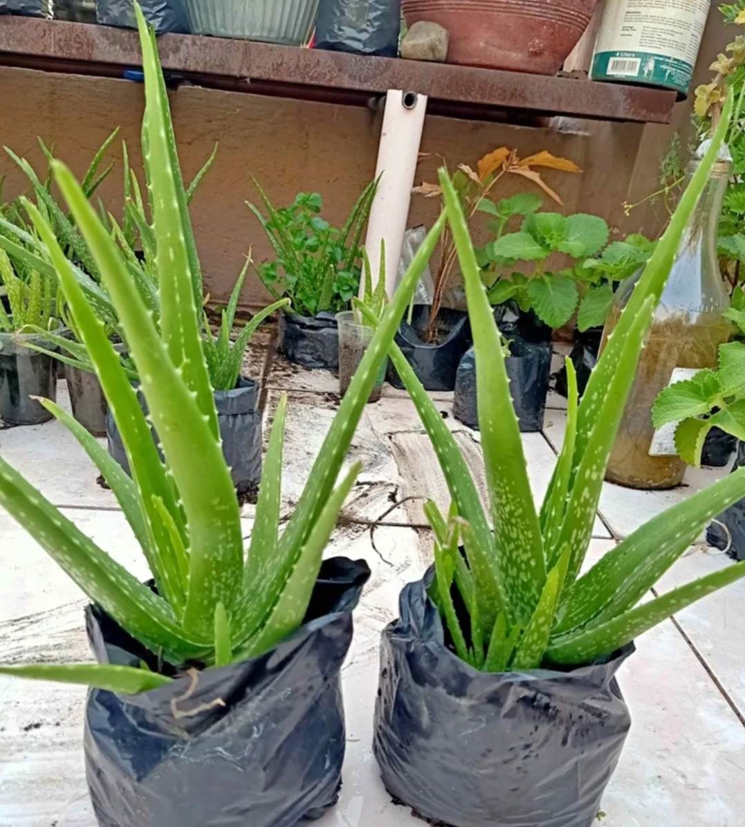 Aloe Vera ( LUZON ONLY ) live plant with FREE garden soil REAL - Lazada |  Lazada PH