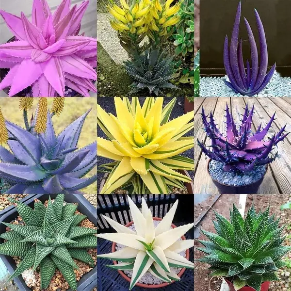 100pcs Rare Rainbow Aloe Succulent Plant Seeds Succulent Plants For Sale Lazada Ph