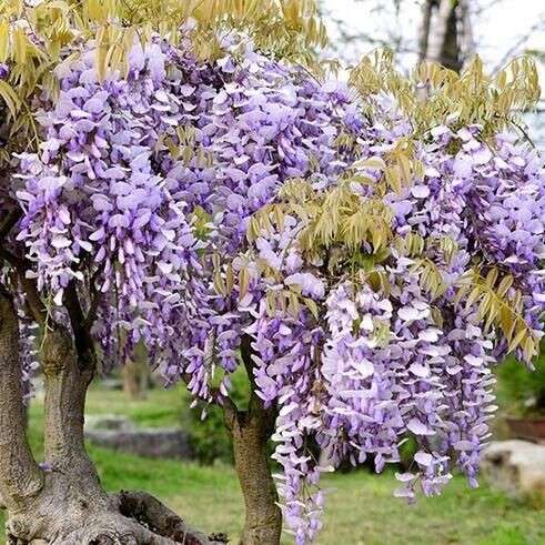 50 Seeds (buy 2 get 1 free) Wisteria Purple Bonsai Wisteria Sinensis  Flowers for Sale Easy To Planting In Local