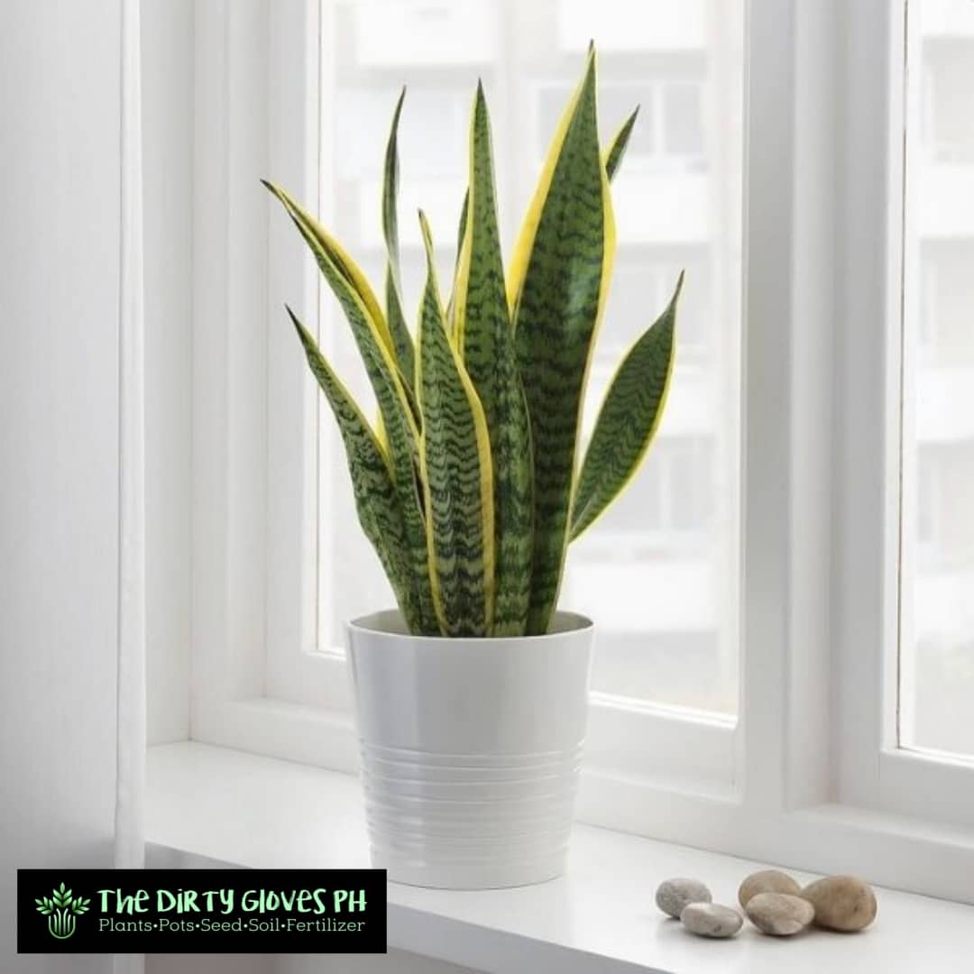 Potted Snake Plant Sansevieria Trifasciata (Air Purifying) W/ Free Pot &  Pebbles | Lazada Philippines