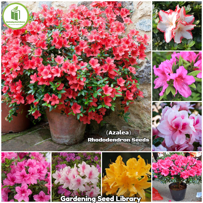 Easy To Grow丨Mixed Colors Rhododendron Flower Seeds for Gardening (1 pack  50pcs - Seeds for planting) Perennial Azalea Plants Seeds Rare Flower  Bonsai Seeds Potted Ornamental Flowers Garden Decor Live Plants for