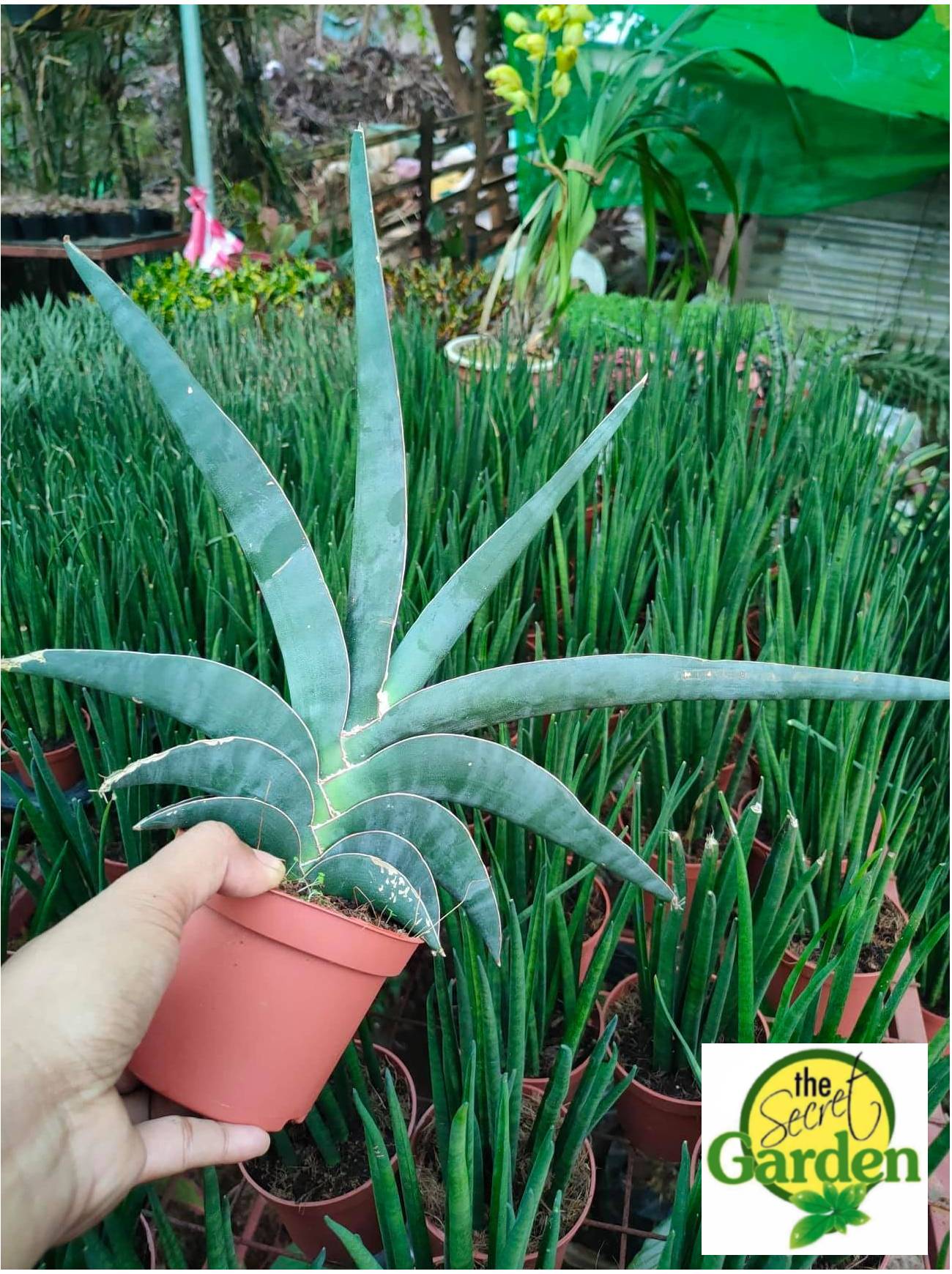Explore Sansevieria Robusta at Unbeatable Prices Online | Lazada Philippines