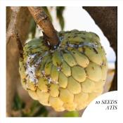 Atis Sugar Apple Fruit 10 Seeds Garden Outdoor Plant