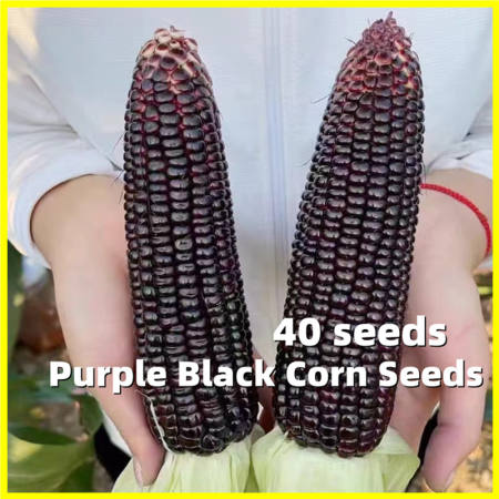 Black Purple Waxy Corn Seed - High Yield 40 Seeds Corn Seeds on Sale Purple Lady Hybrid Sugar Waxy Corn Vegetable Seeds Easy To Grow In The Philippines Corn Vegetable Plants Seeds for Planting Vegetables Corn Plants Pots Vegetable Seeds for Gardening