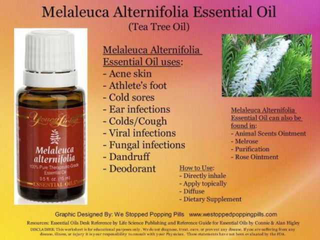 25 Off Young Living Melaleuca Alternifolia Tea Tree Essential Oil 15ml Sealed Lazada Ph