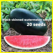 Black Diamond Watermelon Seeds - 20 Seeds High Yielding Variety Lazy Black Overlord Watermelon King Fruit Seeds for Planting Pakwan Seeds Sugar Baby Melon Plants Seeds Garden Vegetable Seeds for Gardening Rare Plants Live Plants for Sale Fruits Seedlings