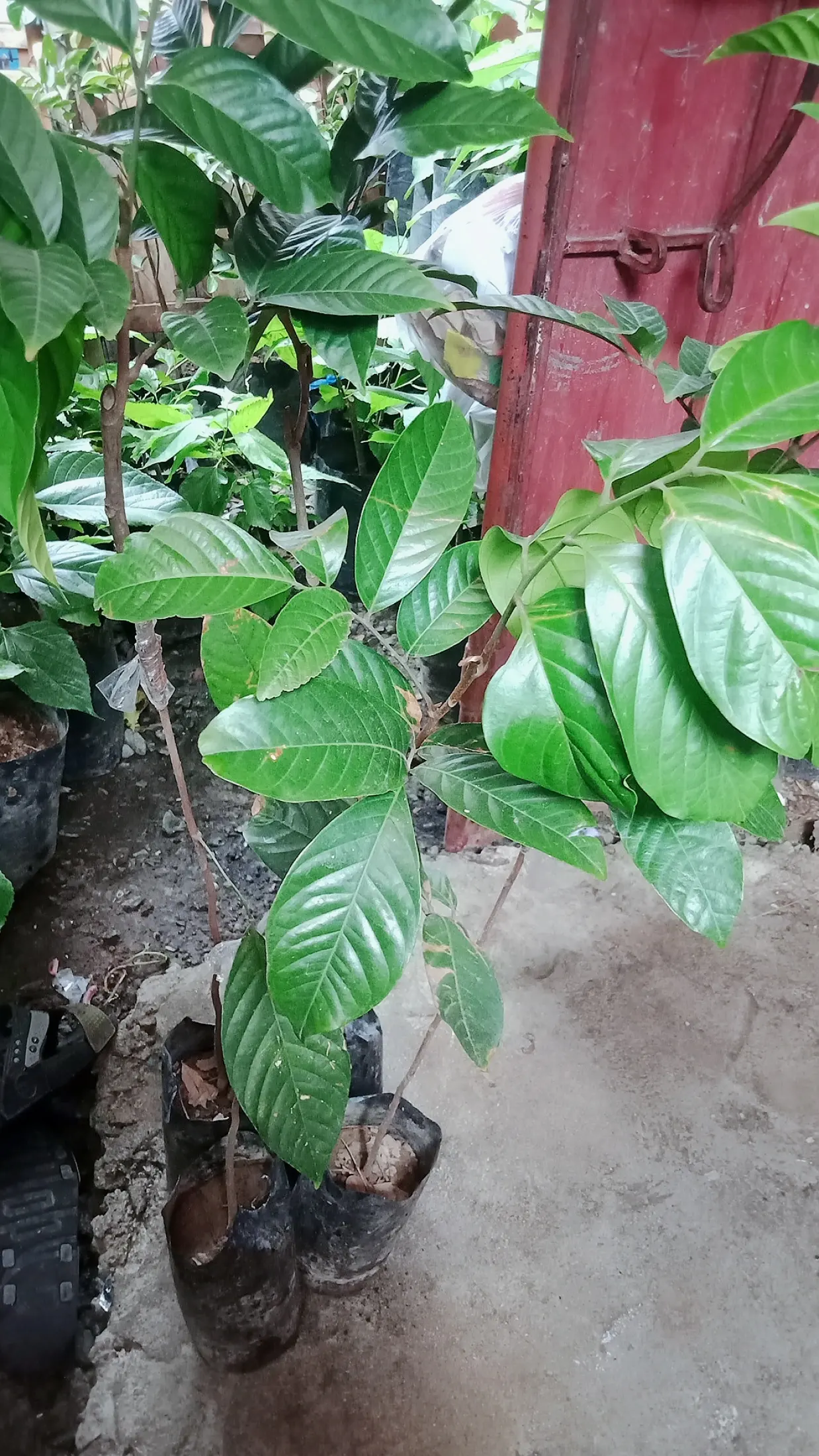 Lanzones Tree For Sale