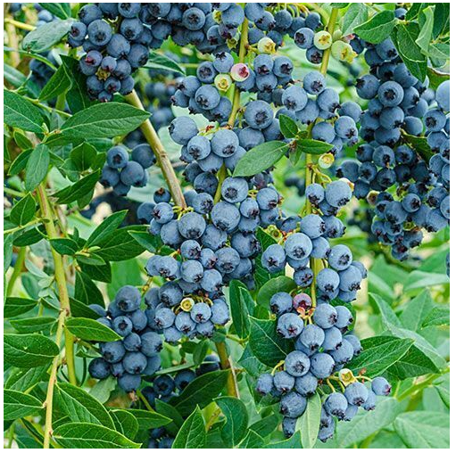 Explore Philippine Blueberry Plant at Unbeatable Prices Online | Lazada  Philippines