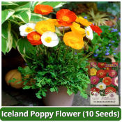 High Quality Iceland Poppy Flower Seed Mix Color Poppy Plant Seeds for Garden Rare Poppy Flower Seeds Easy To Grow Bonsai Seeds for Planting Flowers Balcony Potted Flowering Plants Live Plants for Sale Indoor Plants Real Plants buto ng bulaklak