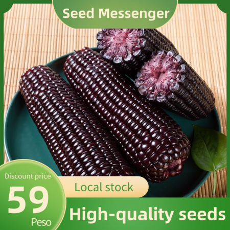 Four Seasons Veggies Plants for Sale Real Plants Low Sugar Sweet Glutinous Coarse Grain Corn Seeds Seeds for Planting Vegetables Purple Hybrid Maize Vegetable Seed for Gardening Fruit Corn Seed Balcony Plant Pots Farm