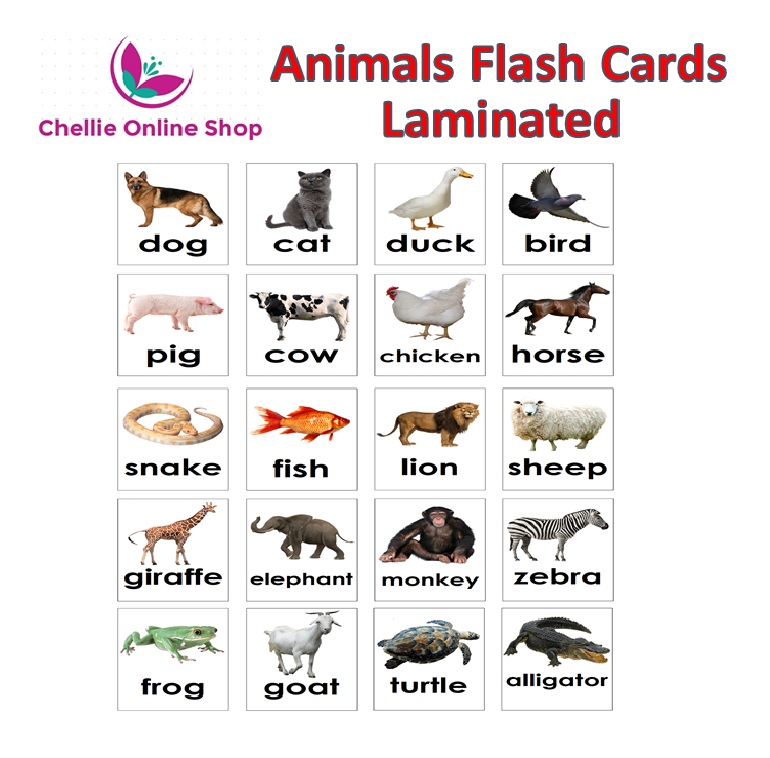 Animal Flash Cards - Laminated (20 pieces) | Lazada PH