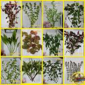 15pcs Aquatic Plants for Aquarium and Ponds