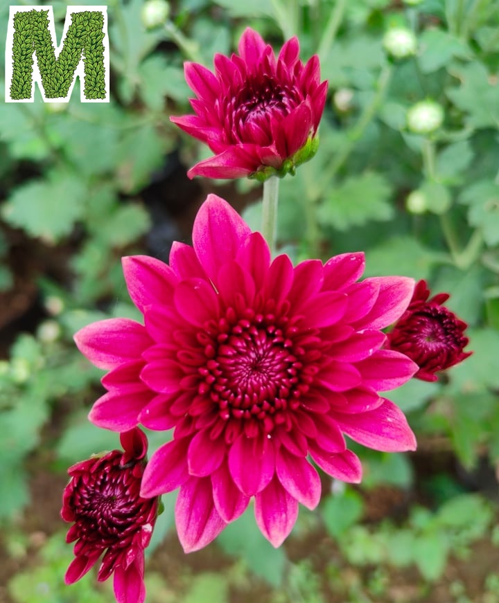Malaysian Mums Flower Best Flower Site