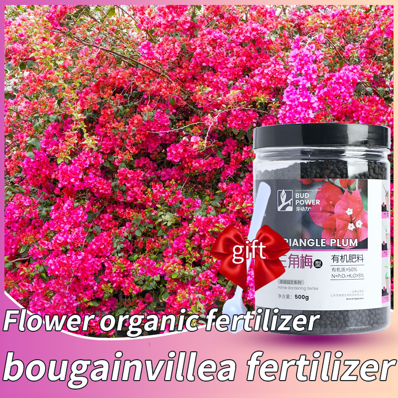 bougainvillea fertilizer 500g fertilizer for bougainvillea