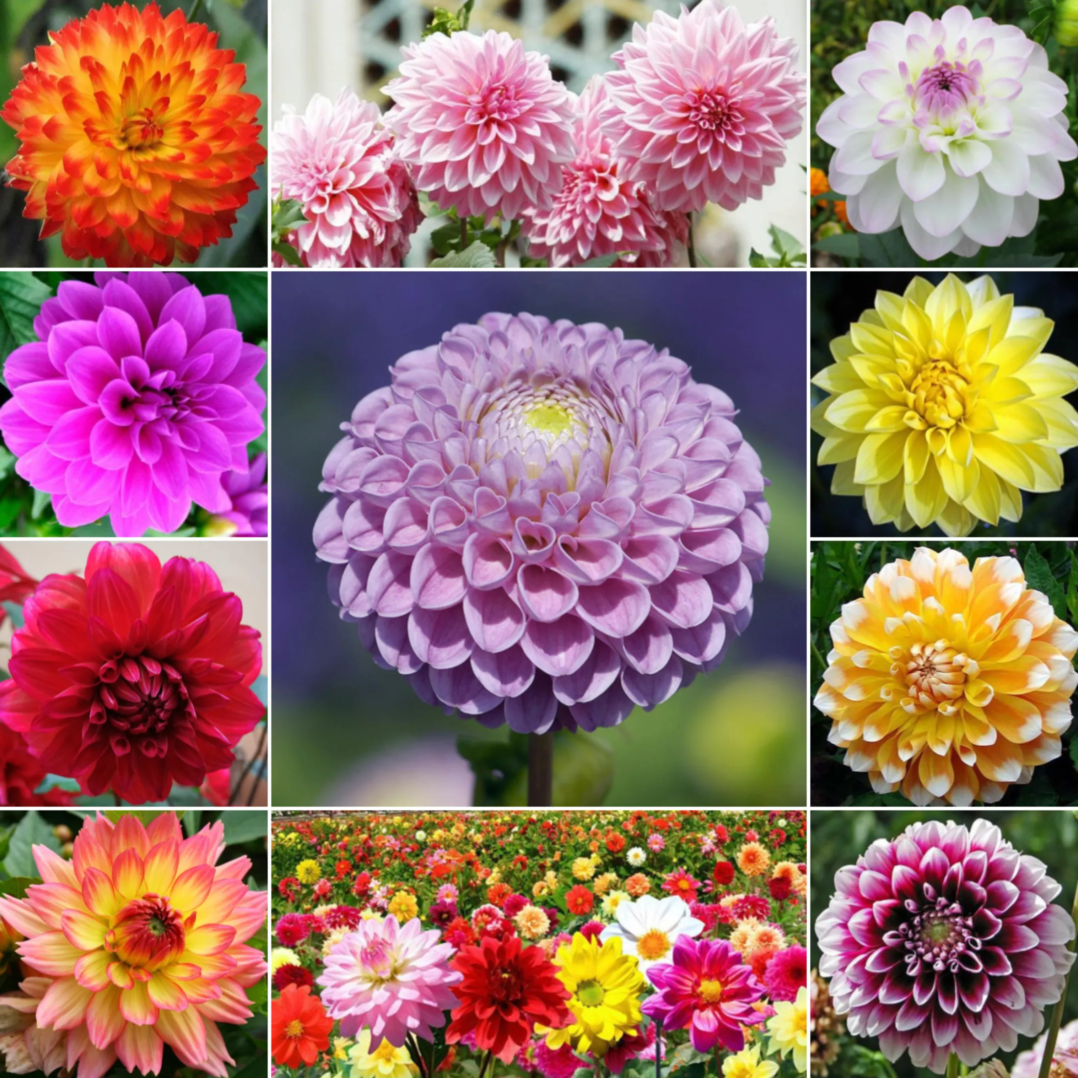 Fast Germination Philippines Ready Stock 200 Pcs Dahlia Flower Seeds Bonsai Seeds Mix Color Dahlia Flowers Chinese Peony Home Garden Potted Plants Flower Seeds Vegetable Live Plants Air Plant Seed Plants For