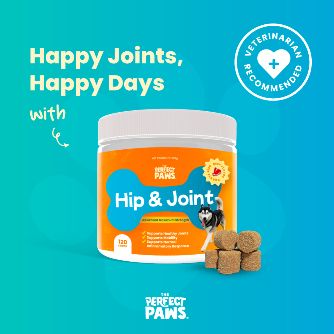 The Perfect Paws Hip & Joint Relief for Dogs – 120 Chews | Supports Joint Health, Reduces Inflammation, Improves Mobility & Protects Joint Tissues Presyo 549 Piso*Libreng Shipping