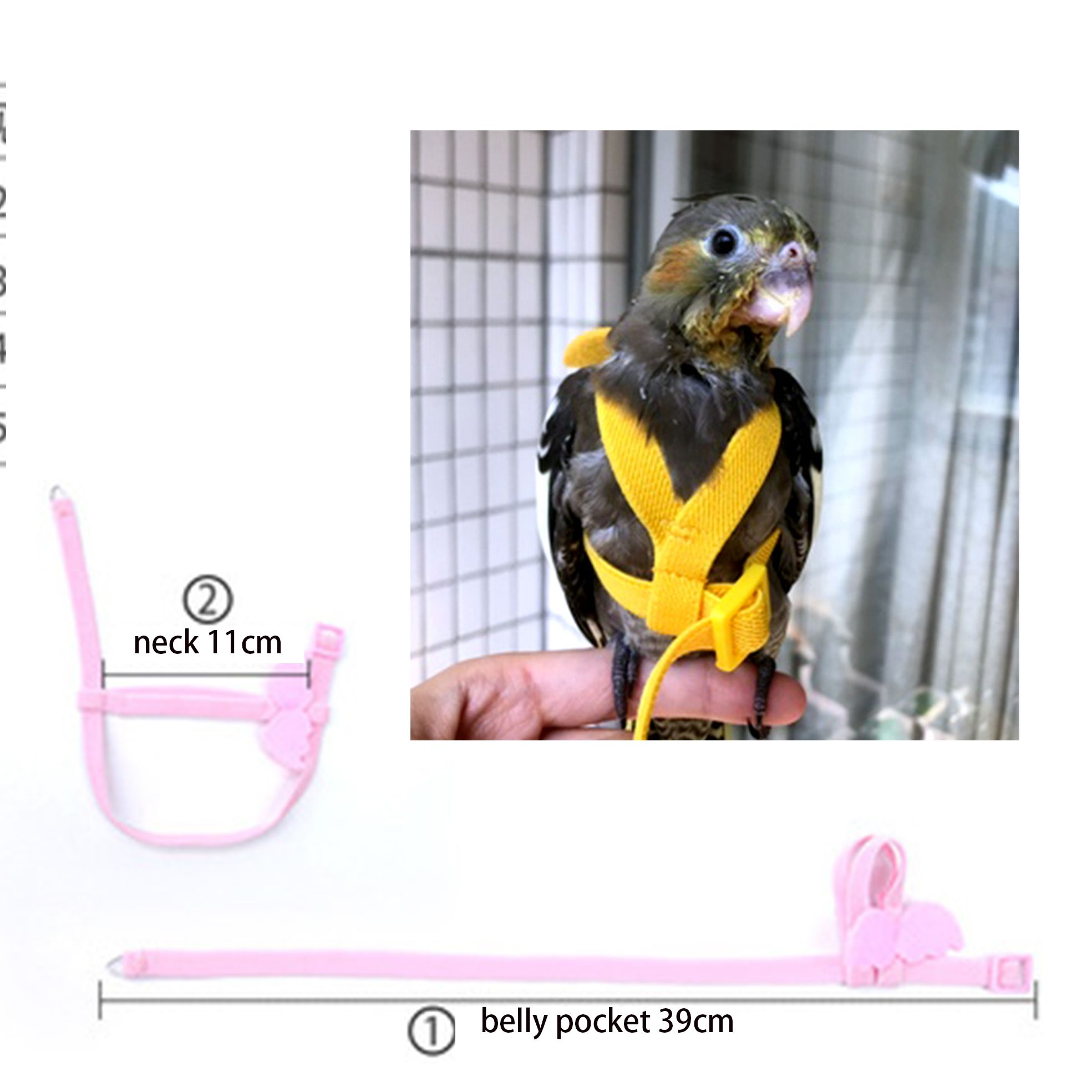 Cockatiel on sale bird belt