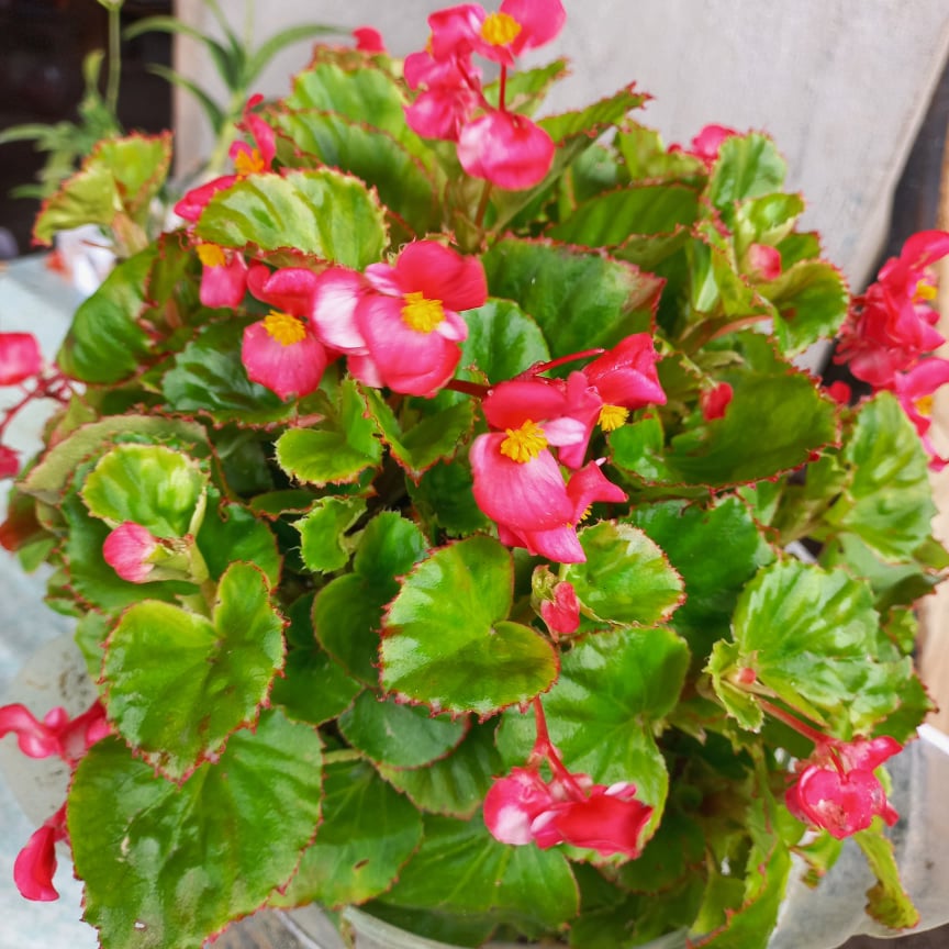 Shop Begonia Plants White online 