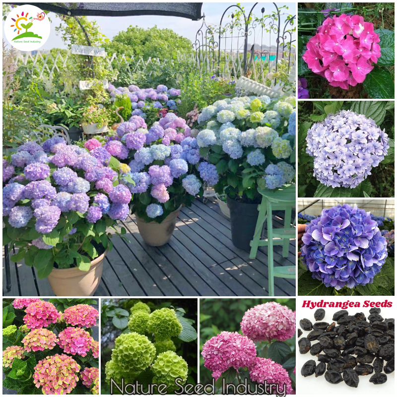 Giant Snowball Hydrangea Fast Growing Shrub|Outdoor Garden Potted Plants（50pcs） Rasnodda Mixed Hydrangea Seeds for Planting 