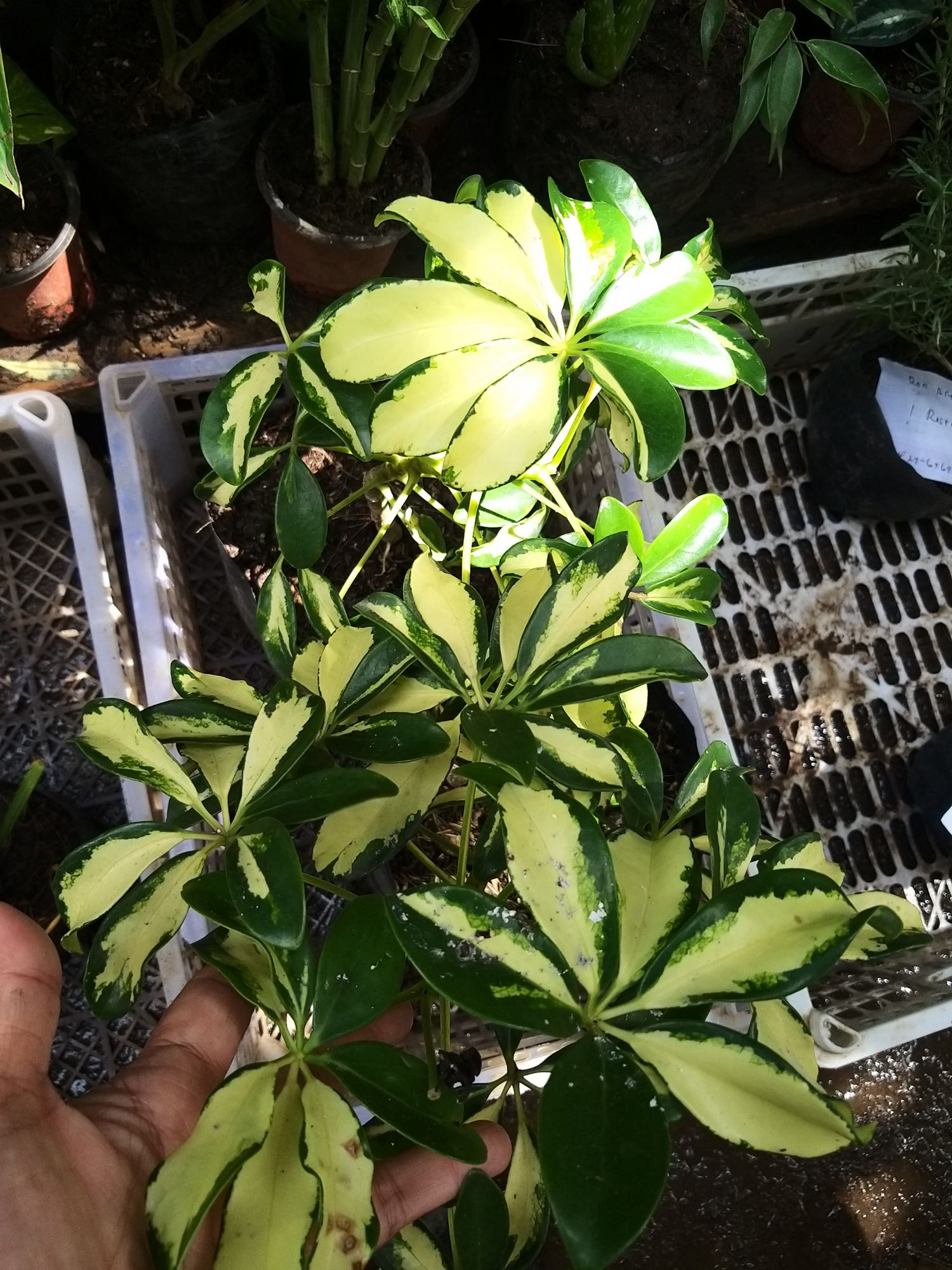 fungicide in plants Liquid Copper Fungicide Gallon