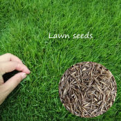 Green Grass Seeds for Planting in Philippines by 