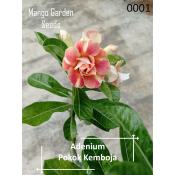 Adenium Live Plant, Anak Pokok Kemboja Kaler Seperti Gambar