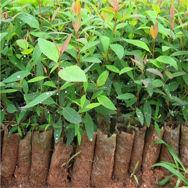 30Pcs Eucalyptus Tree Seeds Citriodora Lemon Gum Tree House Plant Aromatherap GF 