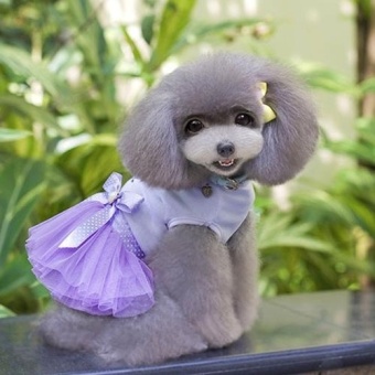 Cute Heart Pattern Pet Bubble Skirt, Size: S, Back Length: 20cm,Chest: 32cm(Purple) - Intl June 2018 - 5 Cute Heart Pattern Pet Bubble Skirt, Size: S, Back Length: 20cm,Chest: 32cm(Purple) - intl - 5