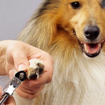 Makiyo Pet Nail Clippers Cutter For Dogs Cats Birds Guinea Pig Animal Claws - Intl June 2018 - 2 Makiyo Pet Nail Clippers Cutter for Dogs Cats Birds Guinea Pig Animal Claws - intl - 2