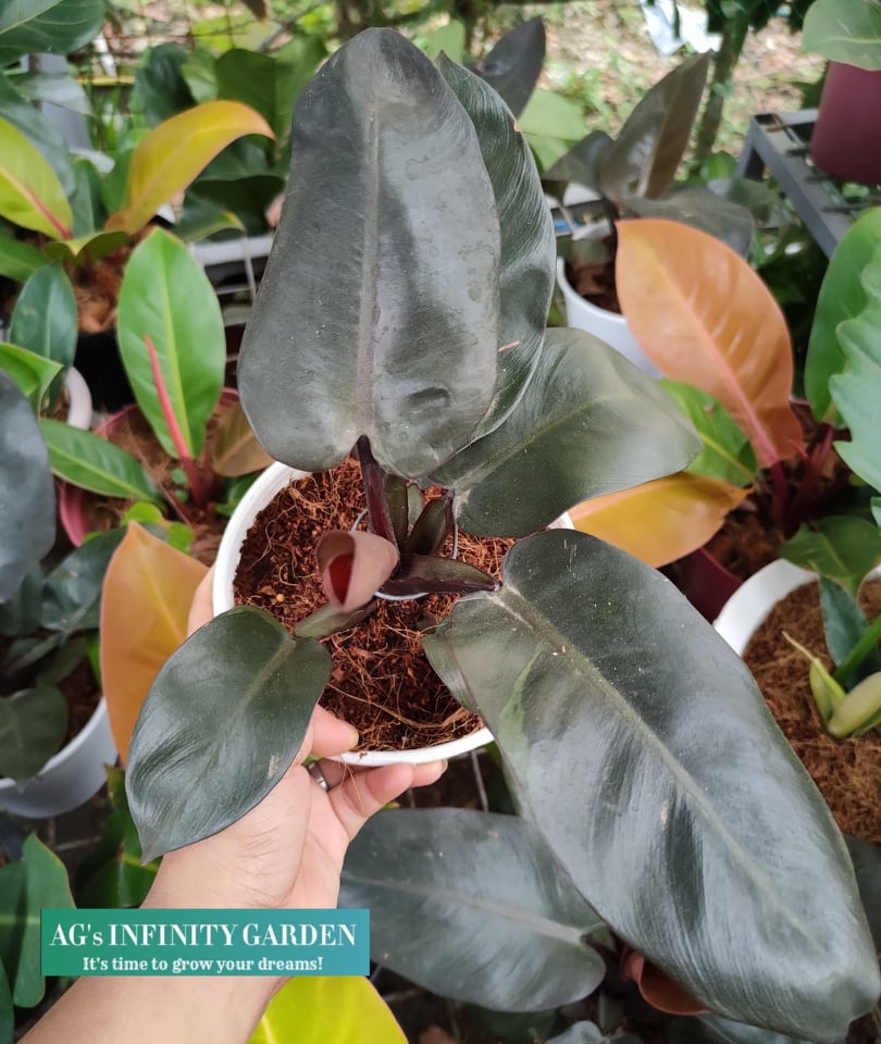 Philodendron Black Cardinal Plant ( SMALL SIZE ) With FREE Plastic Pot and  Garden Soil ( Real and LImited Stock Only ) AGs Infinity Shop Indoor Plants  Seeds - Lazada | Lazada PH