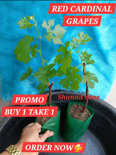 Grape Seedlings