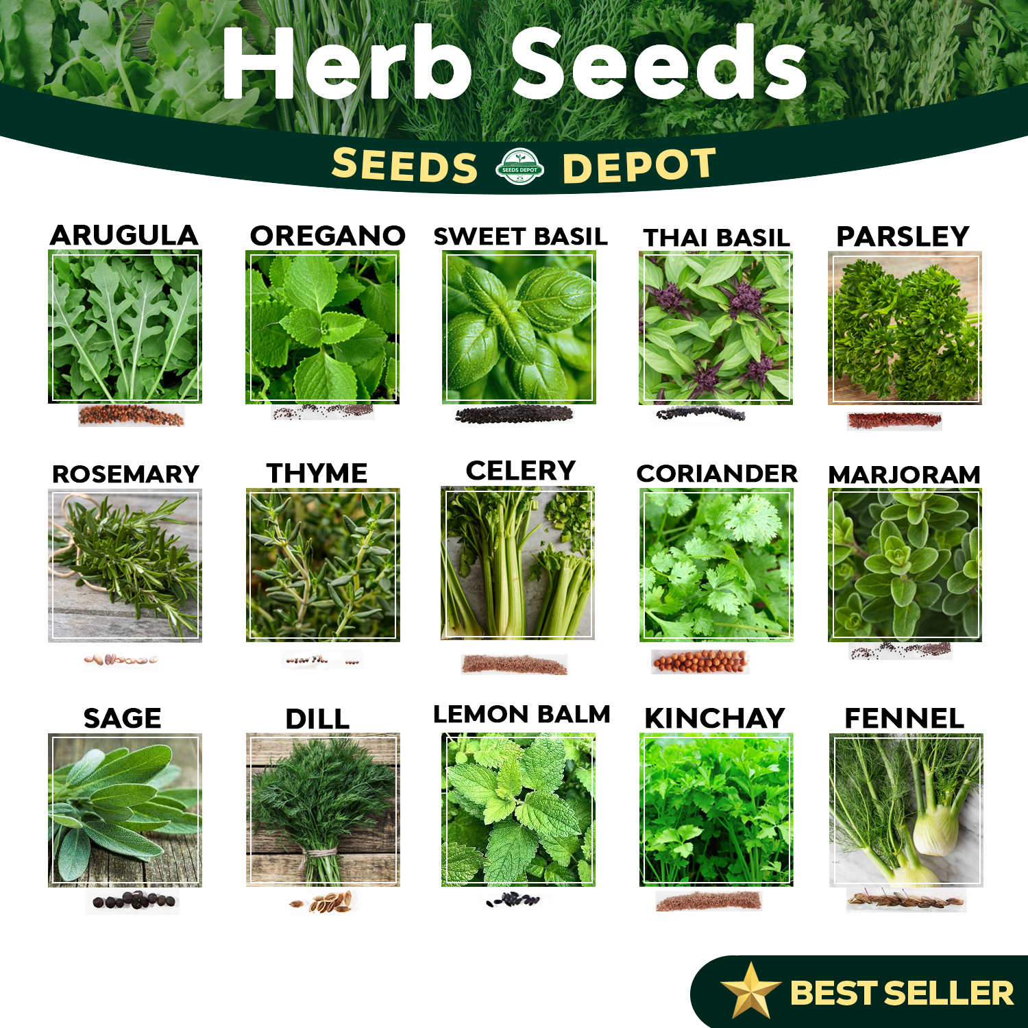 Herb Seeds - Basil Rosemary Oregano Thyme Sage Celery Kinchay Basil Parsley Mint Amaranth Coriander Arugula Leeks Herbs