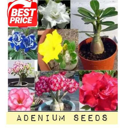 Multi Petals Adenium Seeds with Extra Flower Seeds