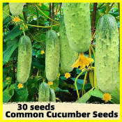 Crispy Cucumber Seeds - High Yielding Variety for Sale