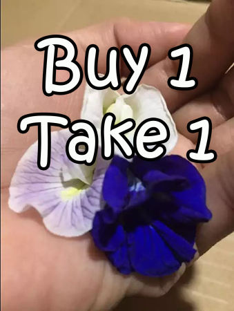 White, Lavender and Blue Butterfly Ternatea Pea BUY1 pack Take 1 pack - Ternatea plant seeds with consumption and planting guide leaflet