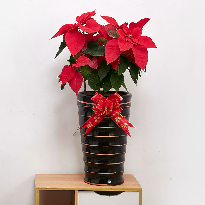 Shop Artificial Poinsettia Potted Plants with great discounts and prices  online - Feb 2023 | Lazada Philippines