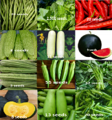 Condor Seeds - Variety Pack of Vegetable Seeds