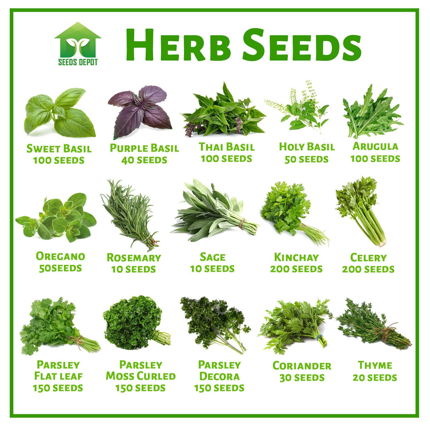 Herb Seeds Basil Rosemary Oregano Thyme Sage Celery Kinchay