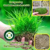 Evergreen Bermuda Turf Seeds for Easy Growing - 200PCS